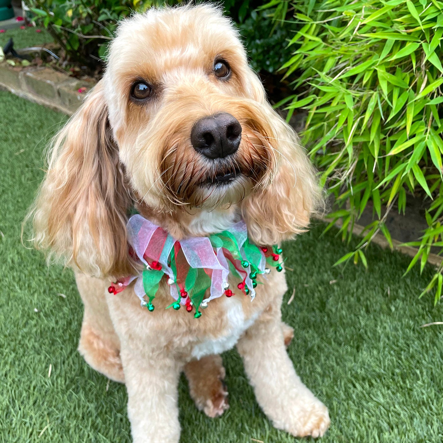 Dog is wearing a Festive dog frill with red, white and green tullle ribbons finished with co-ordinating jingle bells. Elasticated for ease of fit.