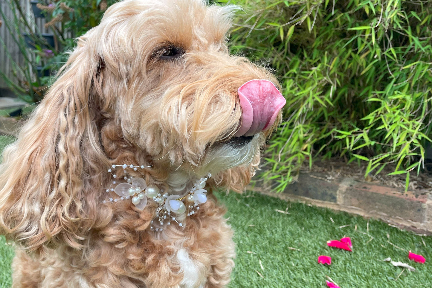 NEW! Pearl and Rhinestone Beaded Collar for Dogs at weddings and proposals