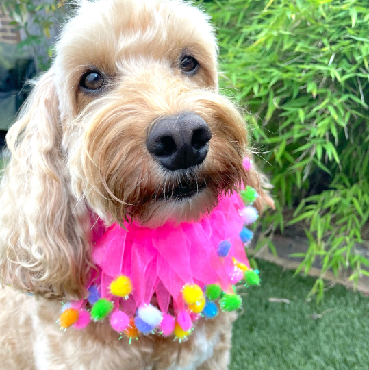 Pink pom pom dog frill collar